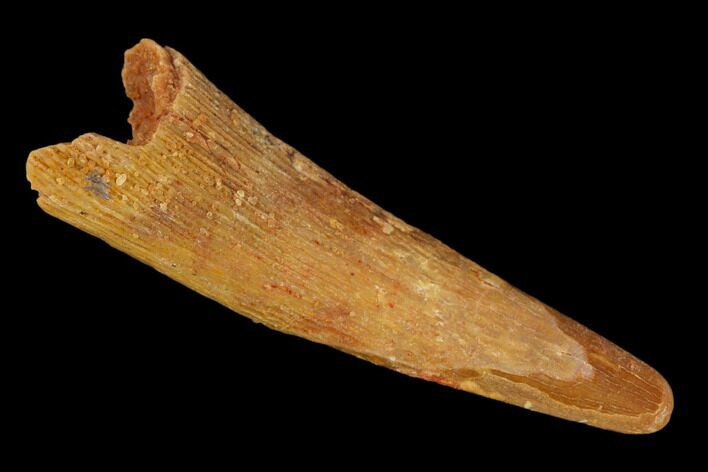 Fossil Pterosaur (Siroccopteryx) Tooth - Morocco #134655